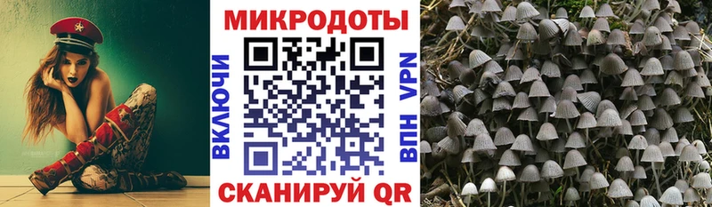 Купить Почеп Галлюциногенные грибы Psilocybine cubensis